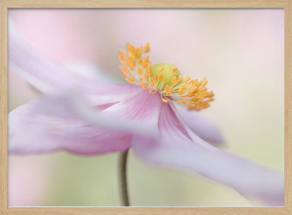 Japanische Anemone | Poster