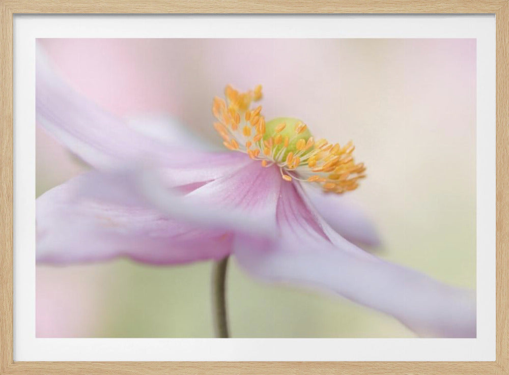 Japanische Anemone | Poster
