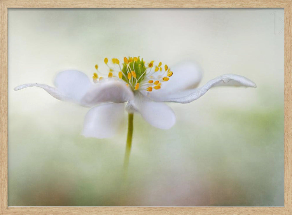 Nemorosa* | Poster