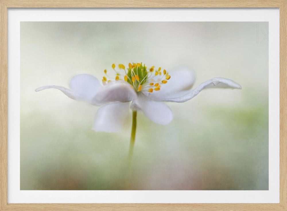 Nemorosa* | Poster
