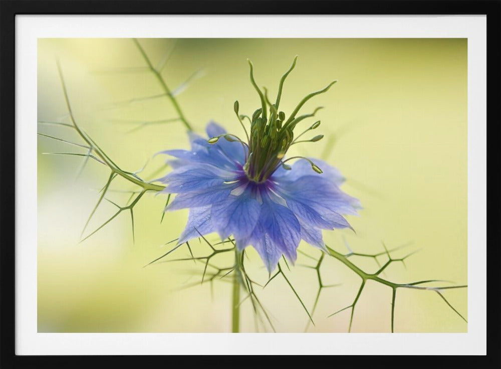 Nigella | Poster