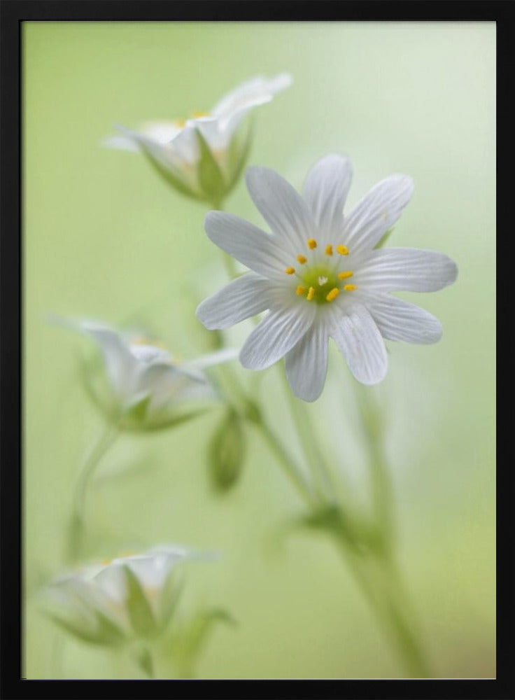 Frühlingsglanz | Poster