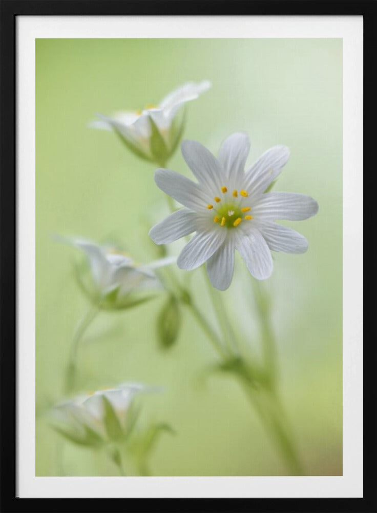 Frühlingsglanz | Poster
