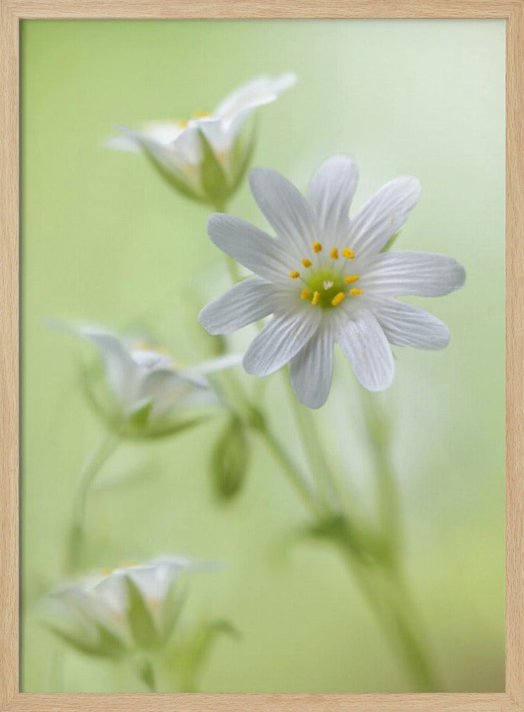 Frühlingsglanz | Poster
