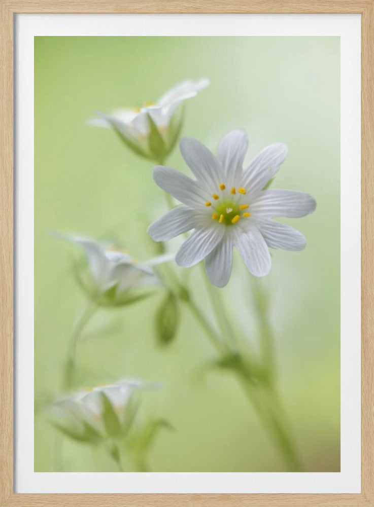 Frühlingsglanz | Poster