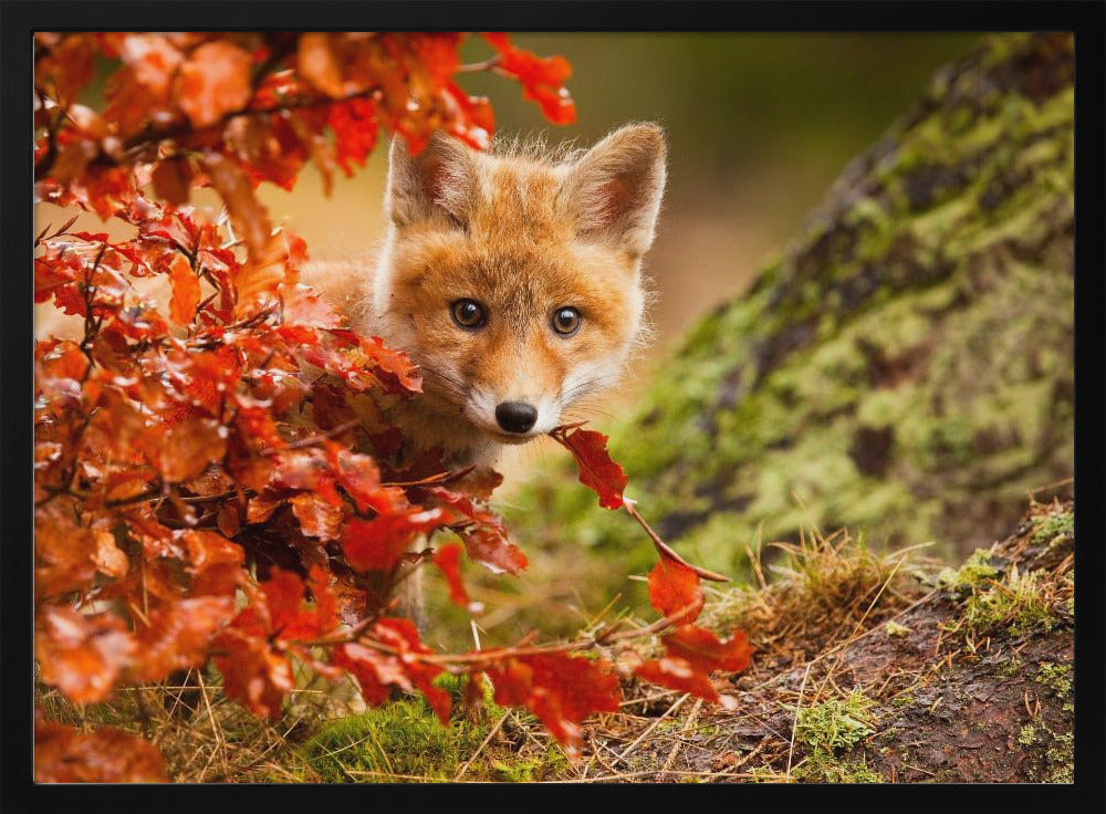 Fuchs | Poster