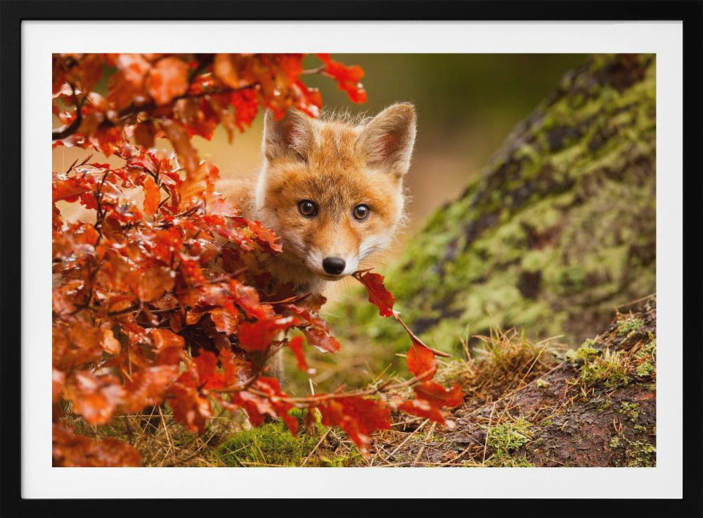 Fuchs | Poster