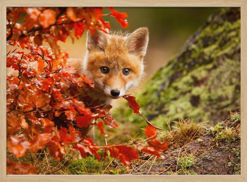 Fuchs | Poster