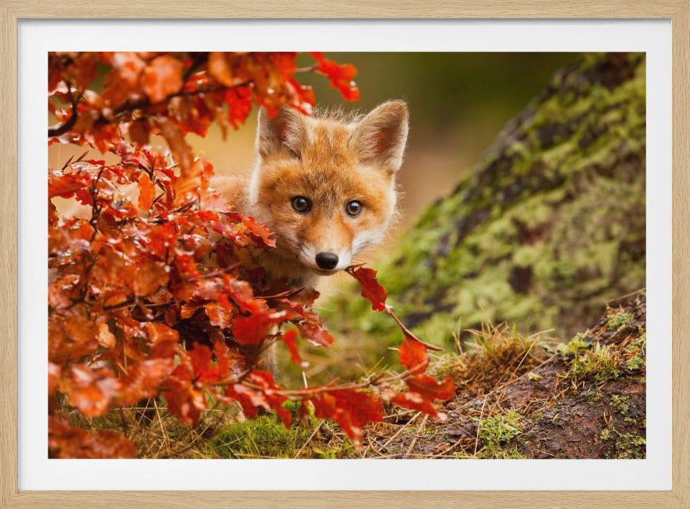 Fuchs | Poster