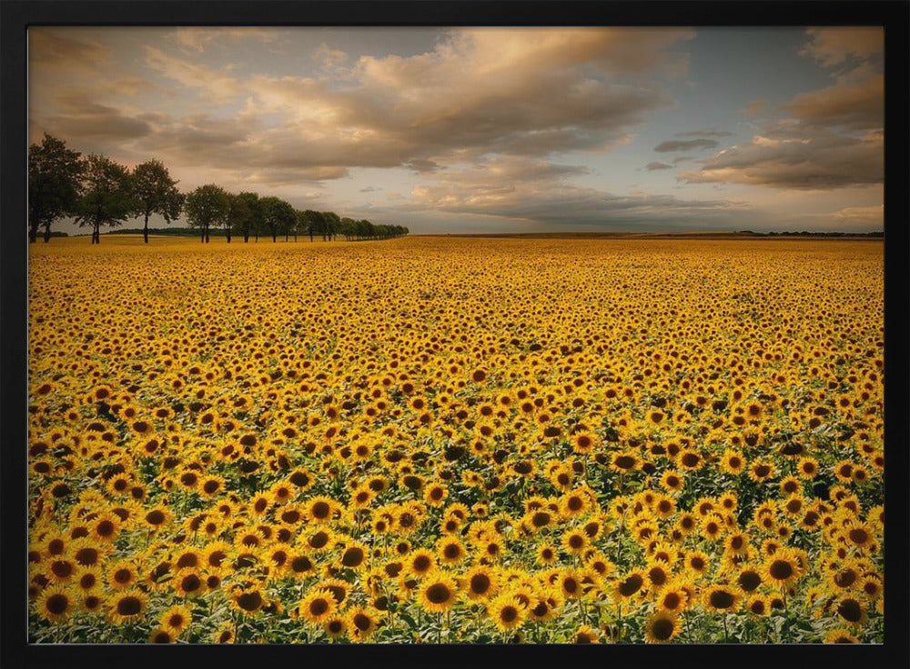 Sonnenblumen | Poster