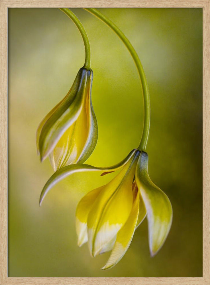 Tulipa | Poster