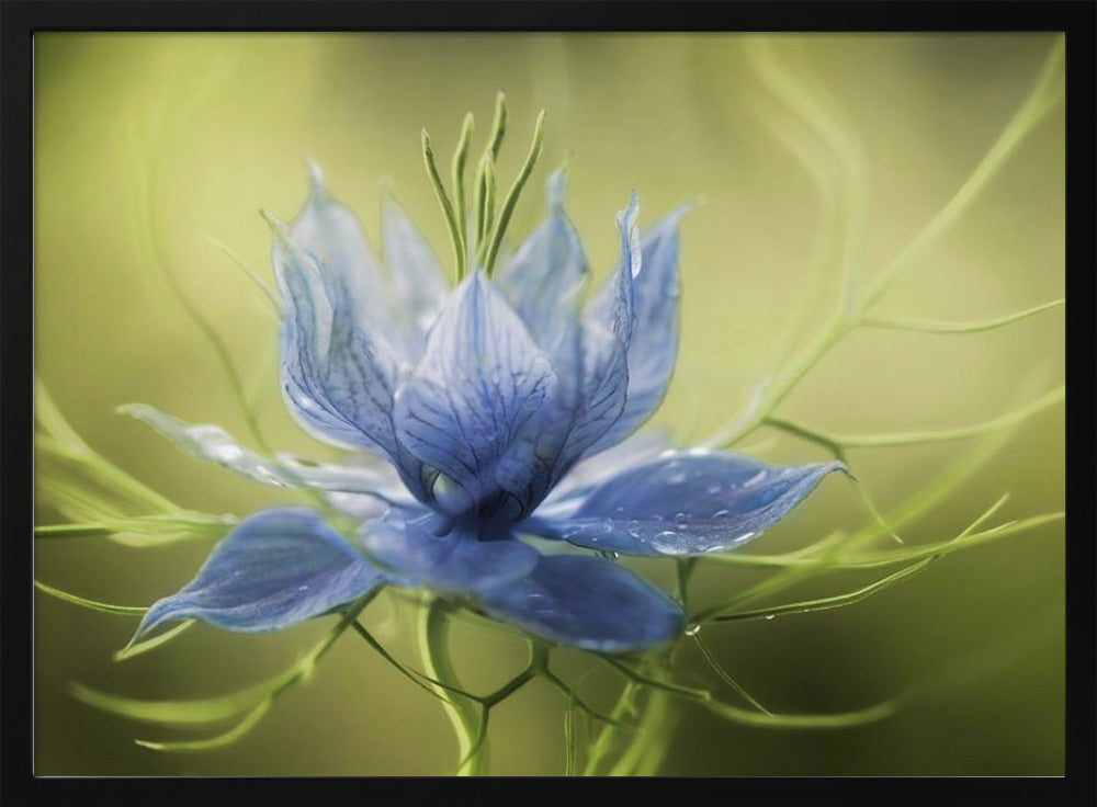 Nigella | Poster