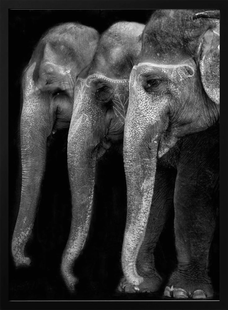 Das große Meisterwerk der Natur, ein Elefant; das einzig harmlose große Ding ... | Poster