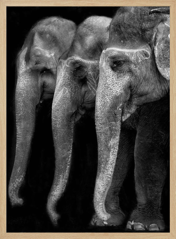 Das große Meisterwerk der Natur, ein Elefant; das einzig harmlose große Ding ... | Poster
