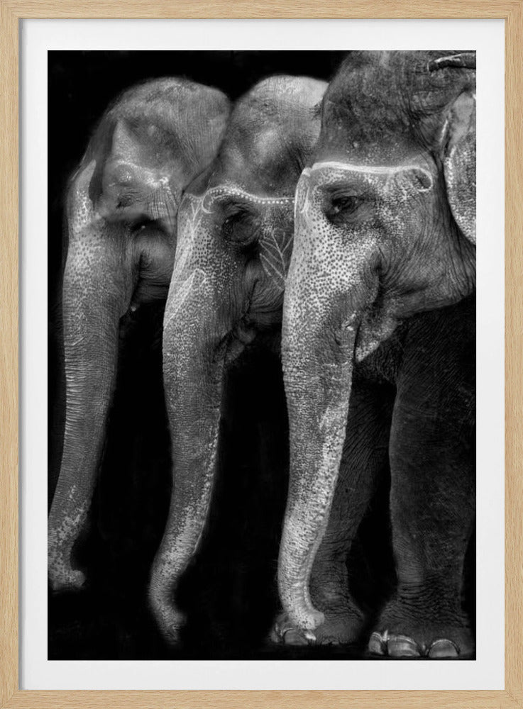 Das große Meisterwerk der Natur, ein Elefant; das einzig harmlose große Ding ... | Poster