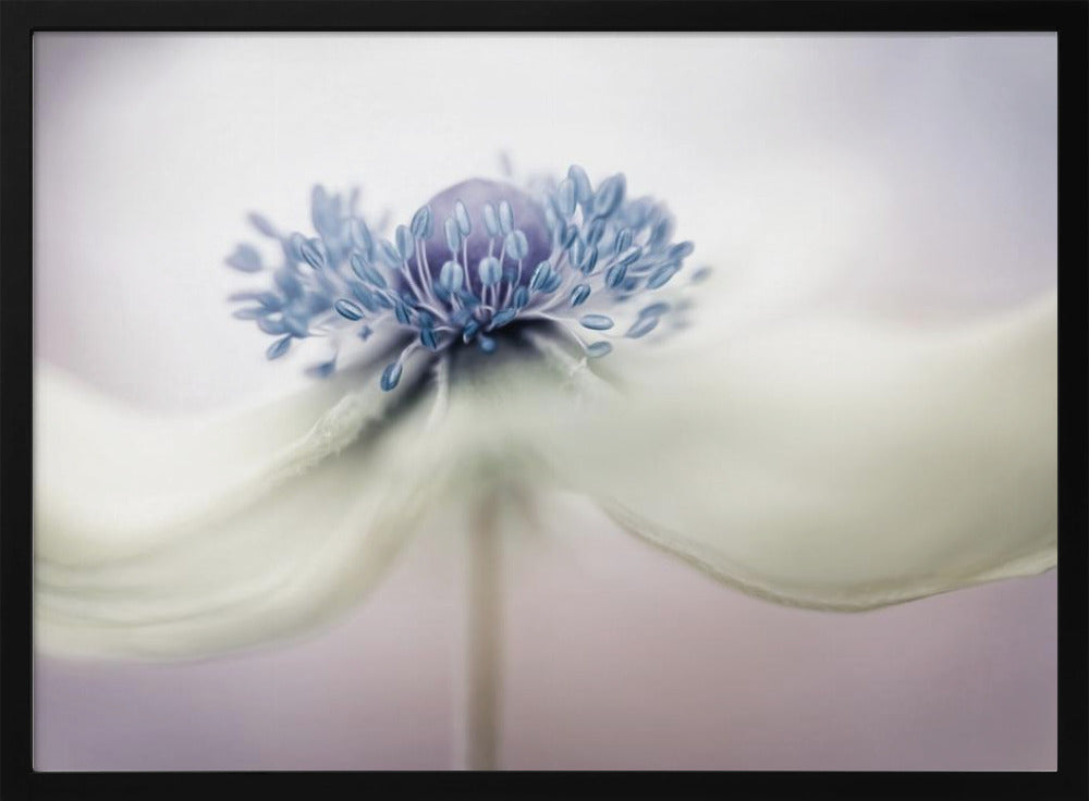 Anemone | Poster