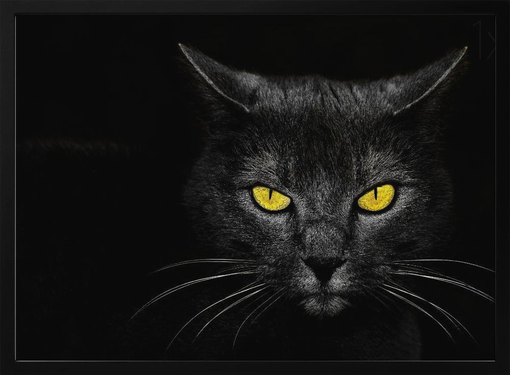 Schwarze Katze | Poster