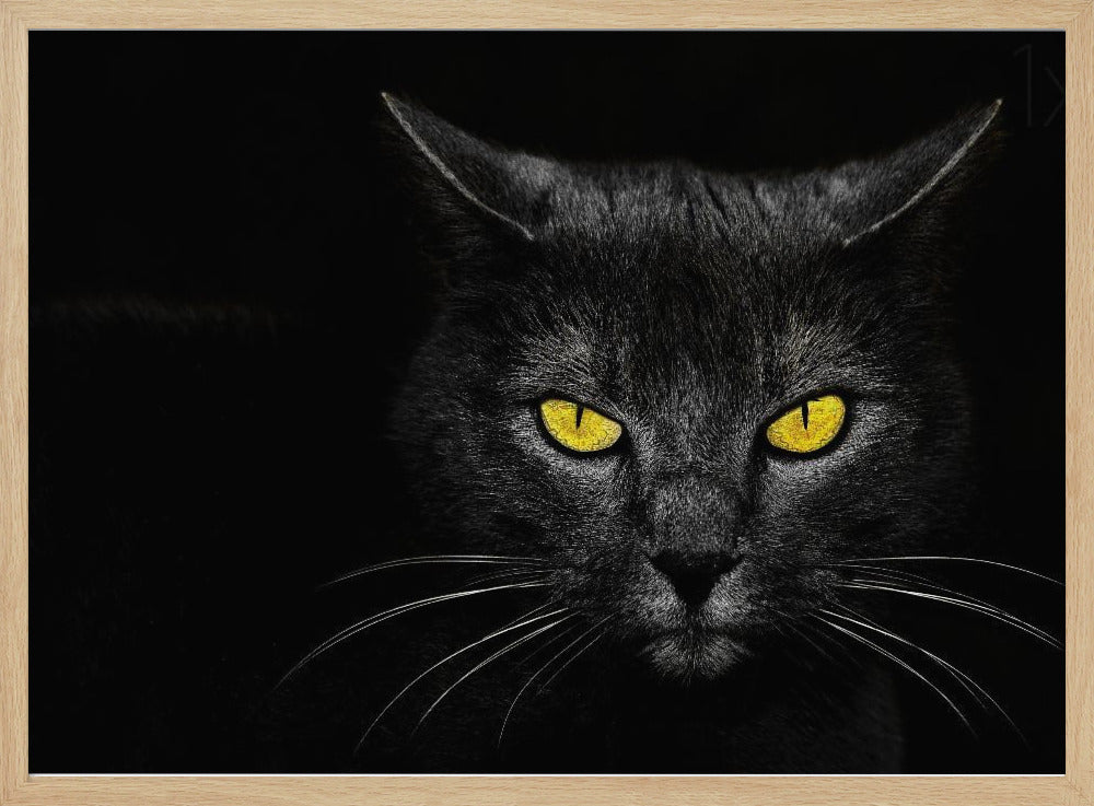 Schwarze Katze | Poster