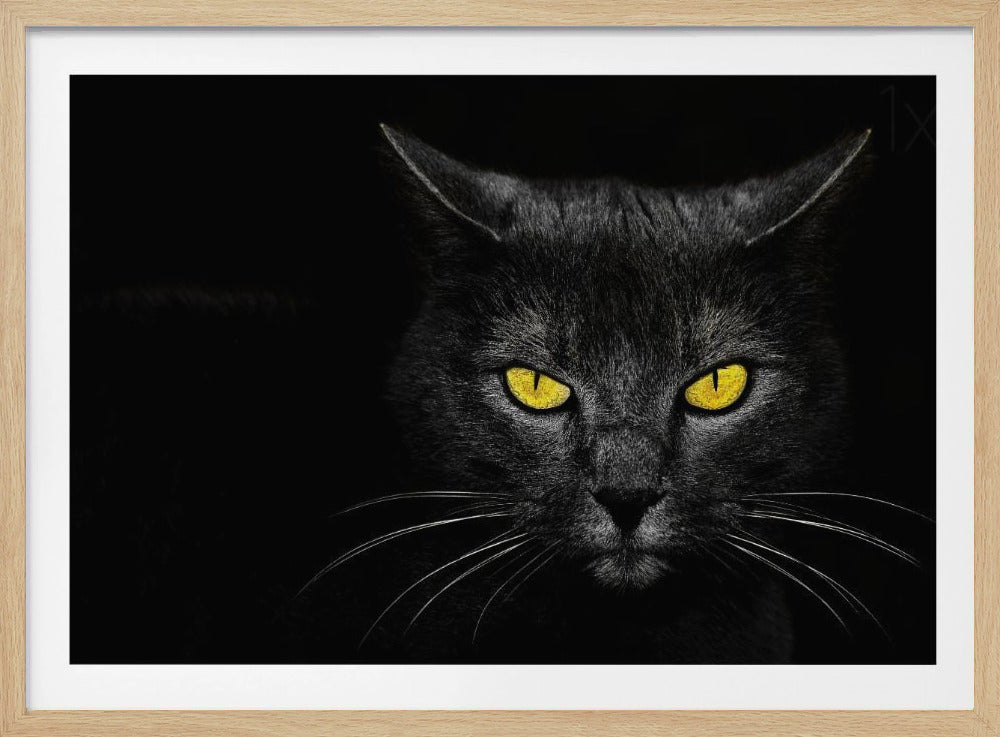 Schwarze Katze | Poster