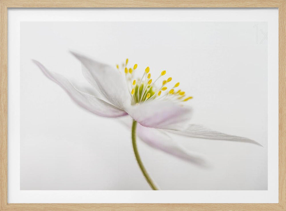 Nemorosa** | Poster