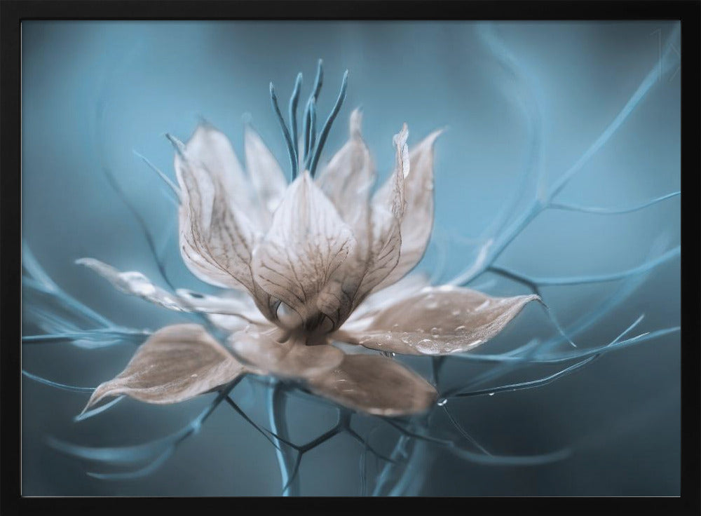 *Nigella* | Poster