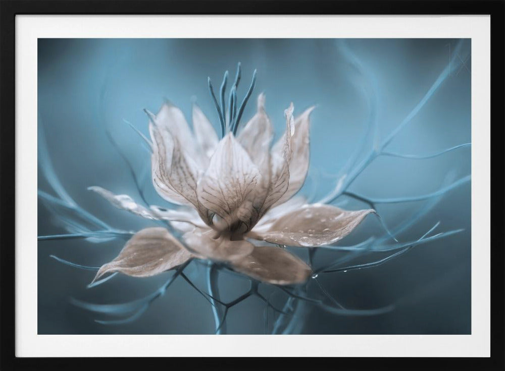 *Nigella* | Poster