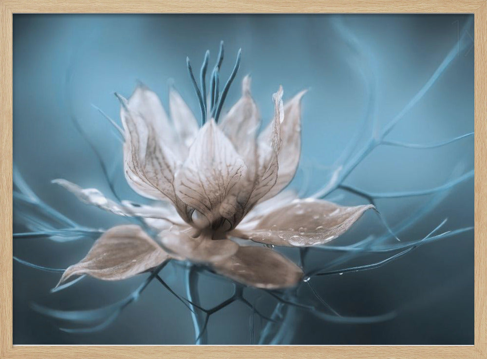 *Nigella* | Poster