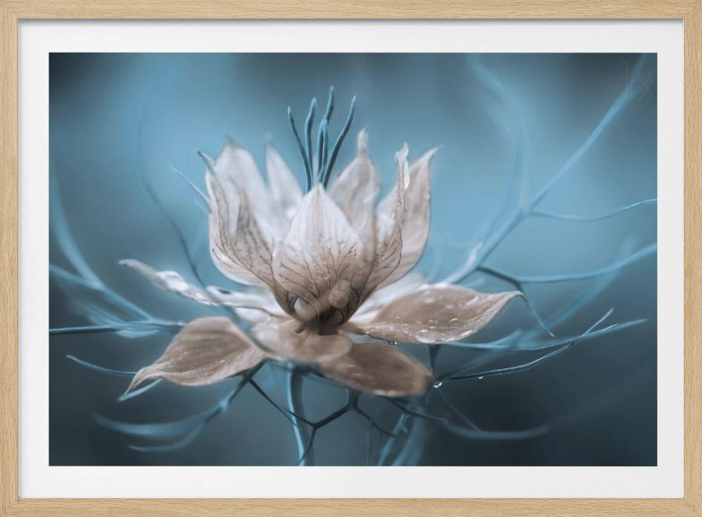 *Nigella* | Poster