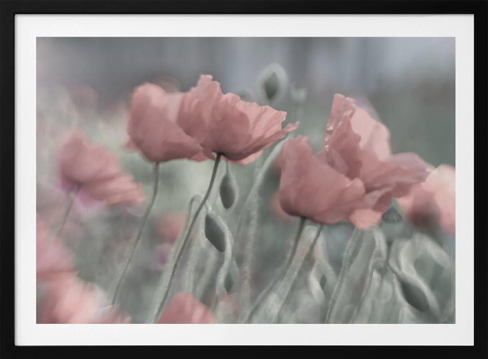 Softly | Poster