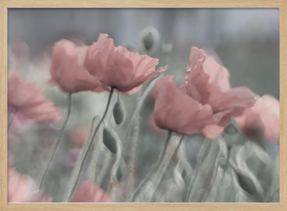 Softly | Poster