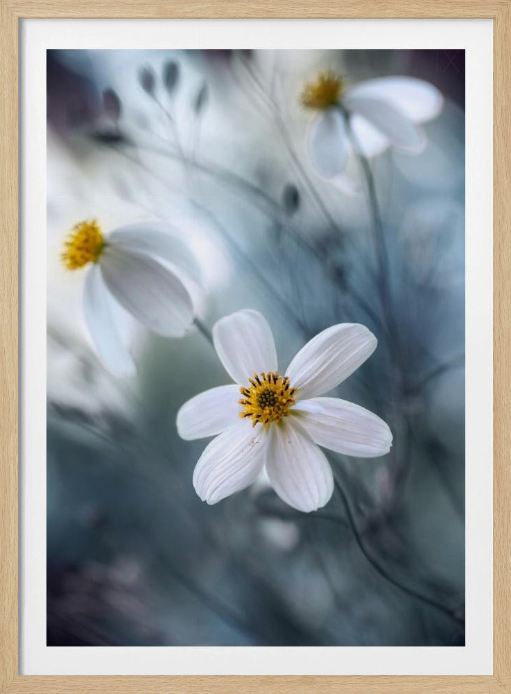 Cosmos | Poster