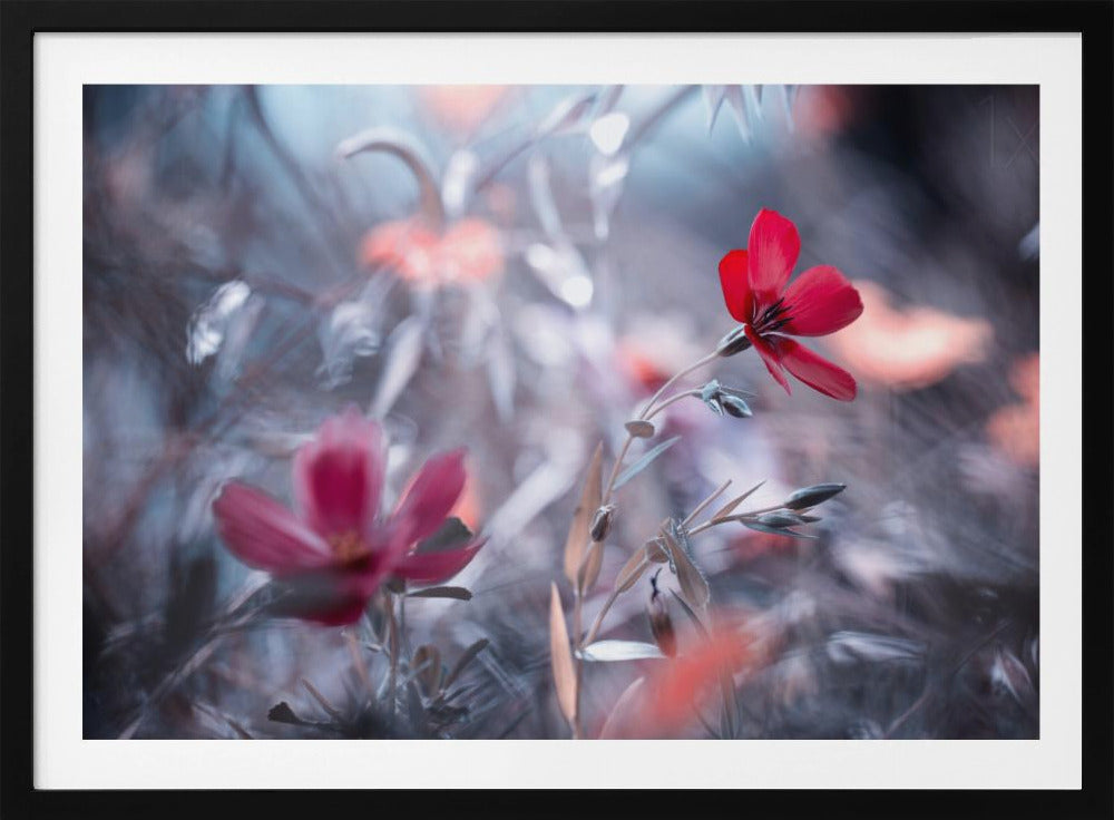 Eine Blume, eine Geschichte | Poster