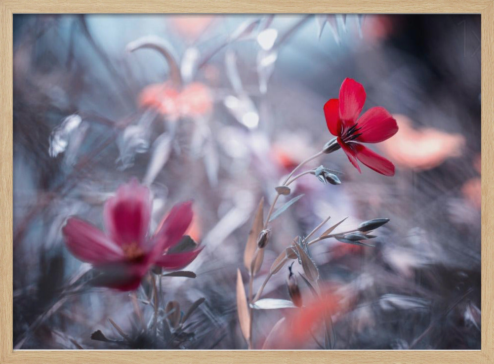 Eine Blume, eine Geschichte | Poster