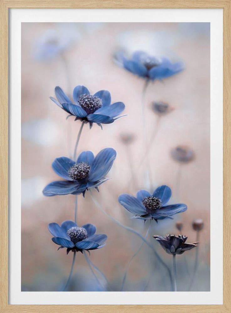 Kosmosblau | Poster