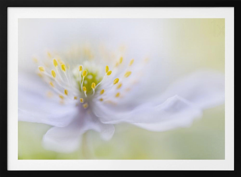 Anemonenschönheit | Poster