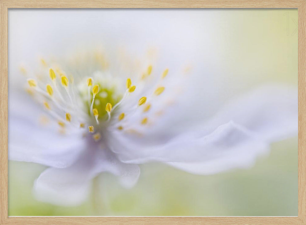 Anemonenschönheit | Poster