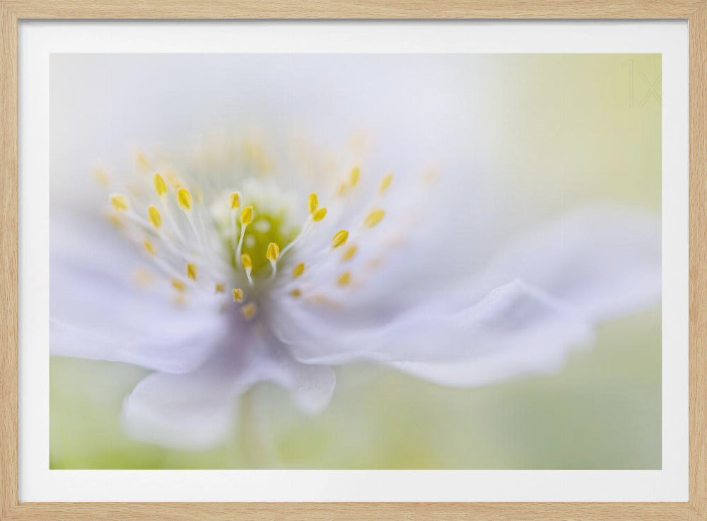 Anemonenschönheit | Poster