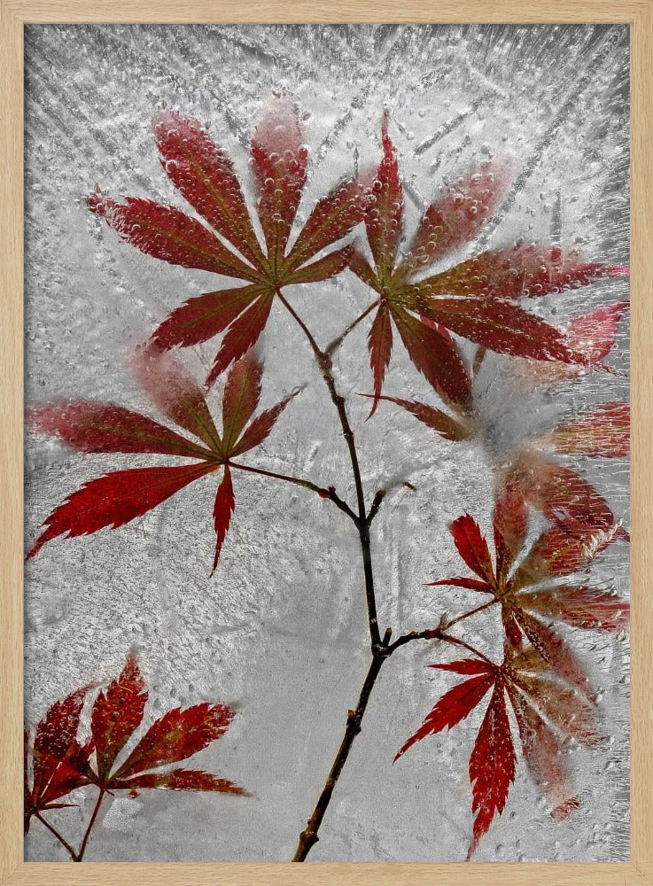 roter Ahorn | Poster