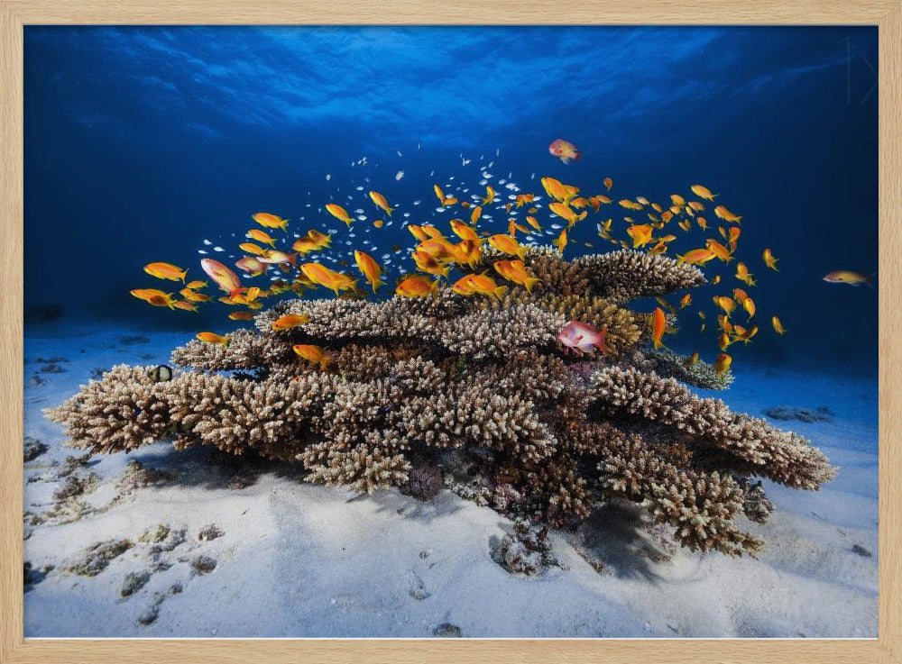 Marine Life | Poster