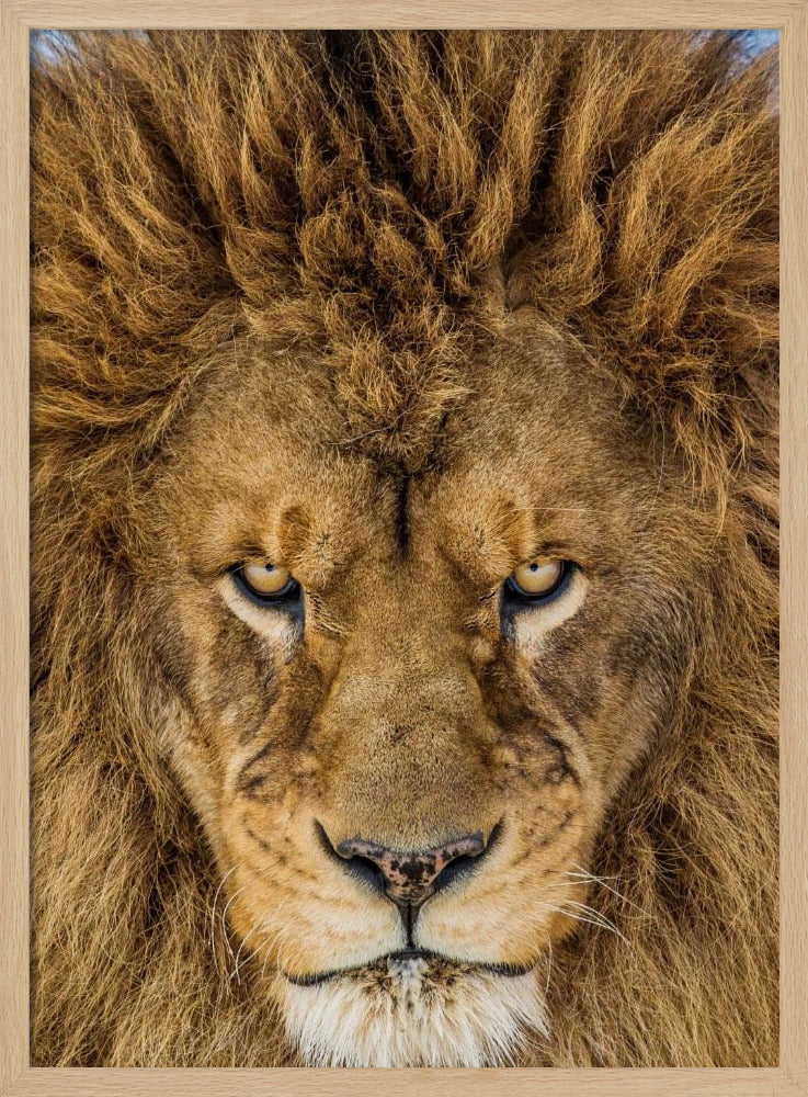 Ernsthafter Löwe | Poster