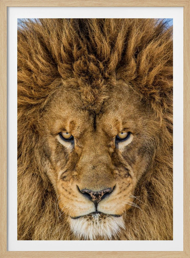 Ernsthafter Löwe | Poster