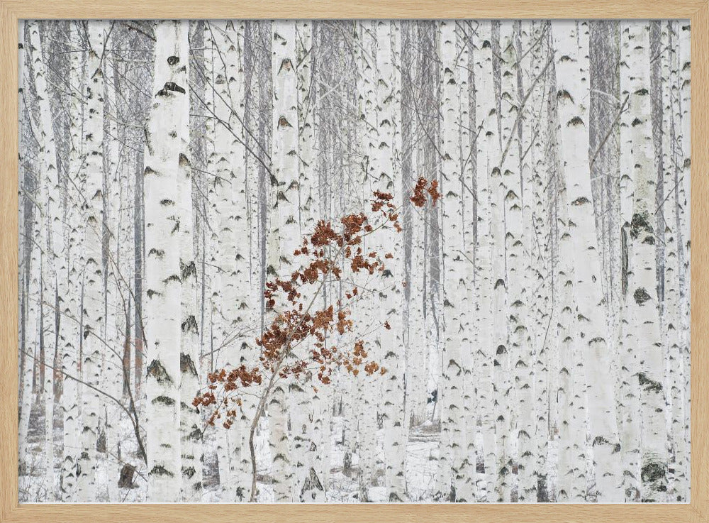 From White | Poster