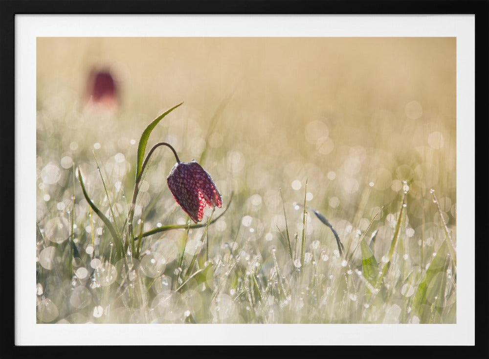 Morningdew | Poster