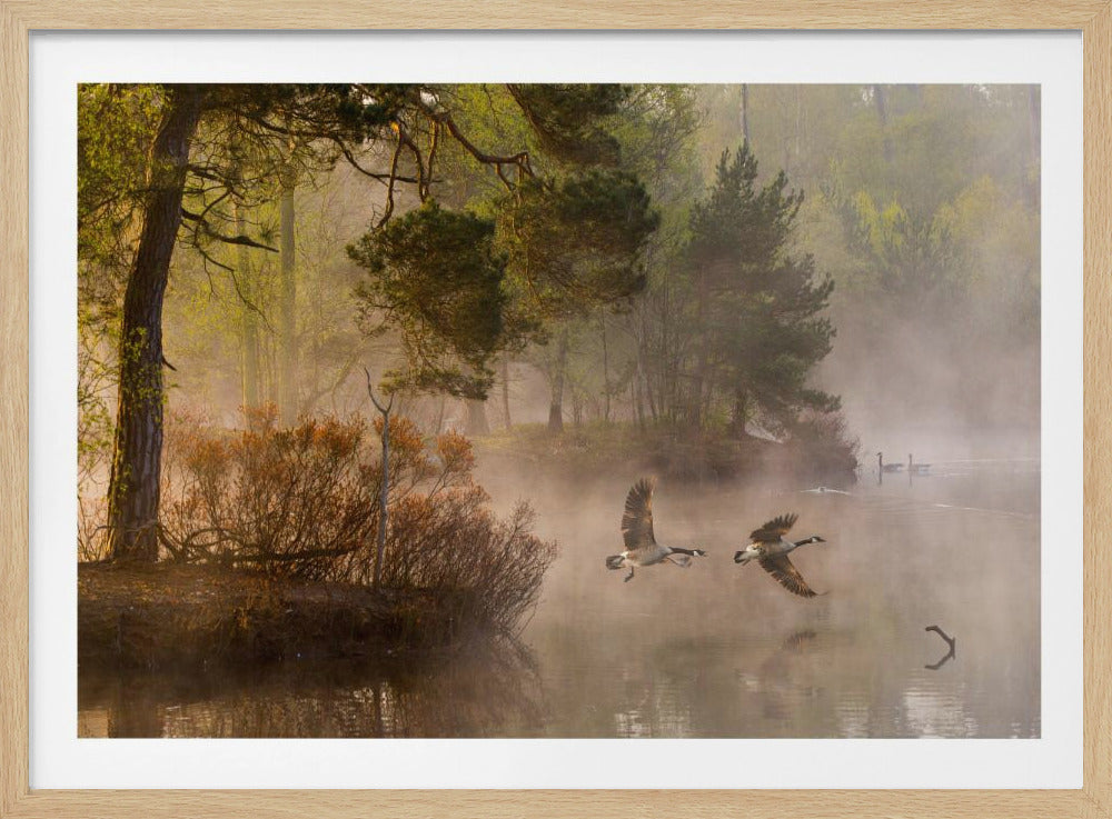 Goose fight | Poster