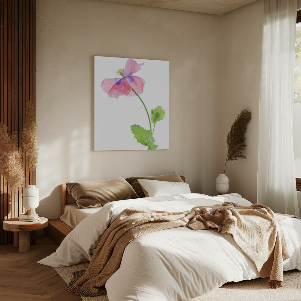 Poppy | Canvas