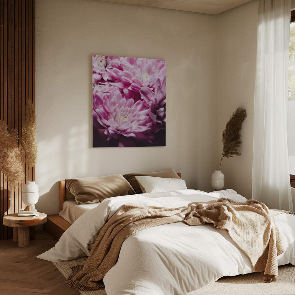 Vibrant Pink Chrysanthemums Blossoms | Canvas