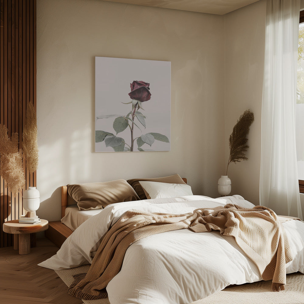 Rose | Canvas