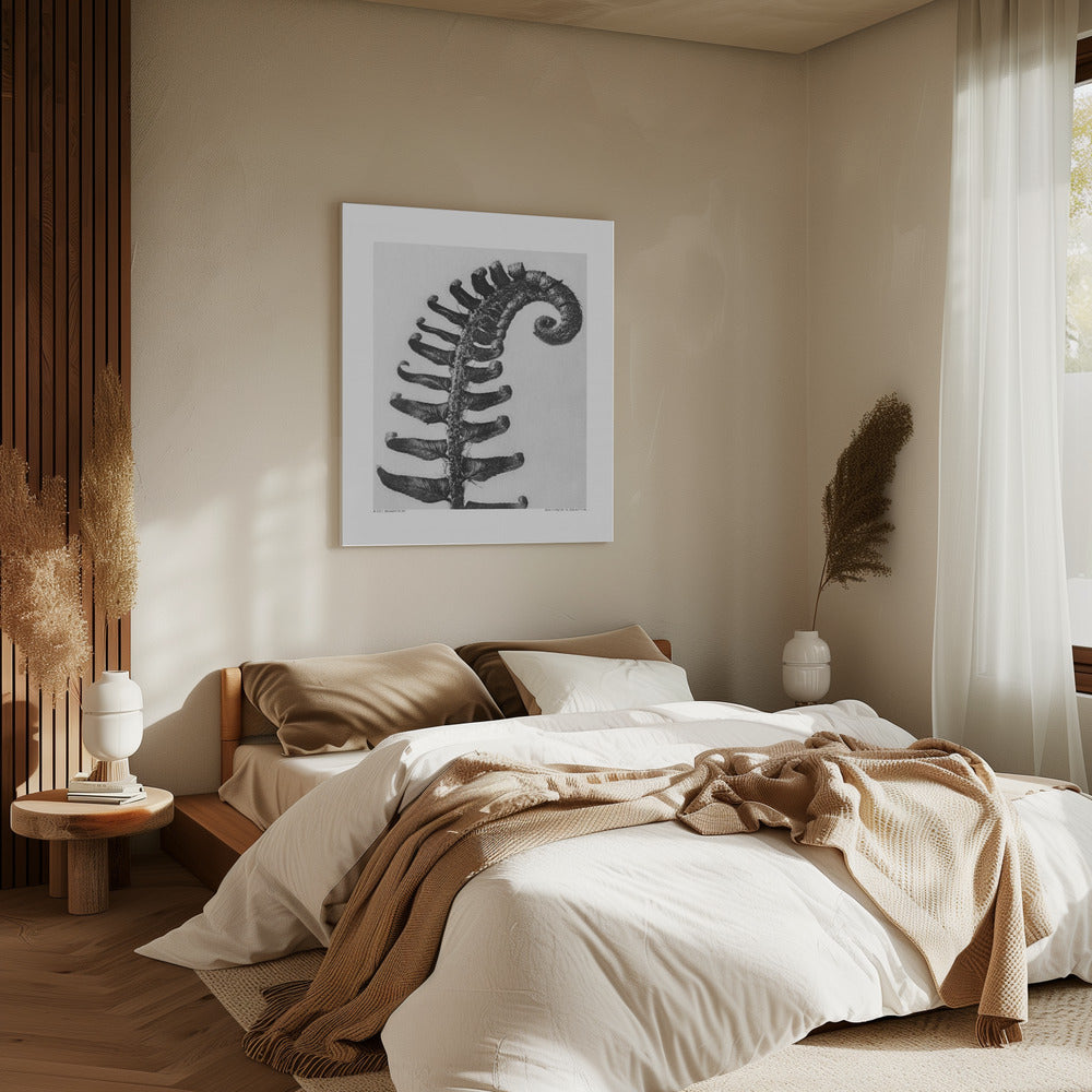 Polystichum Munitum | Leinwand