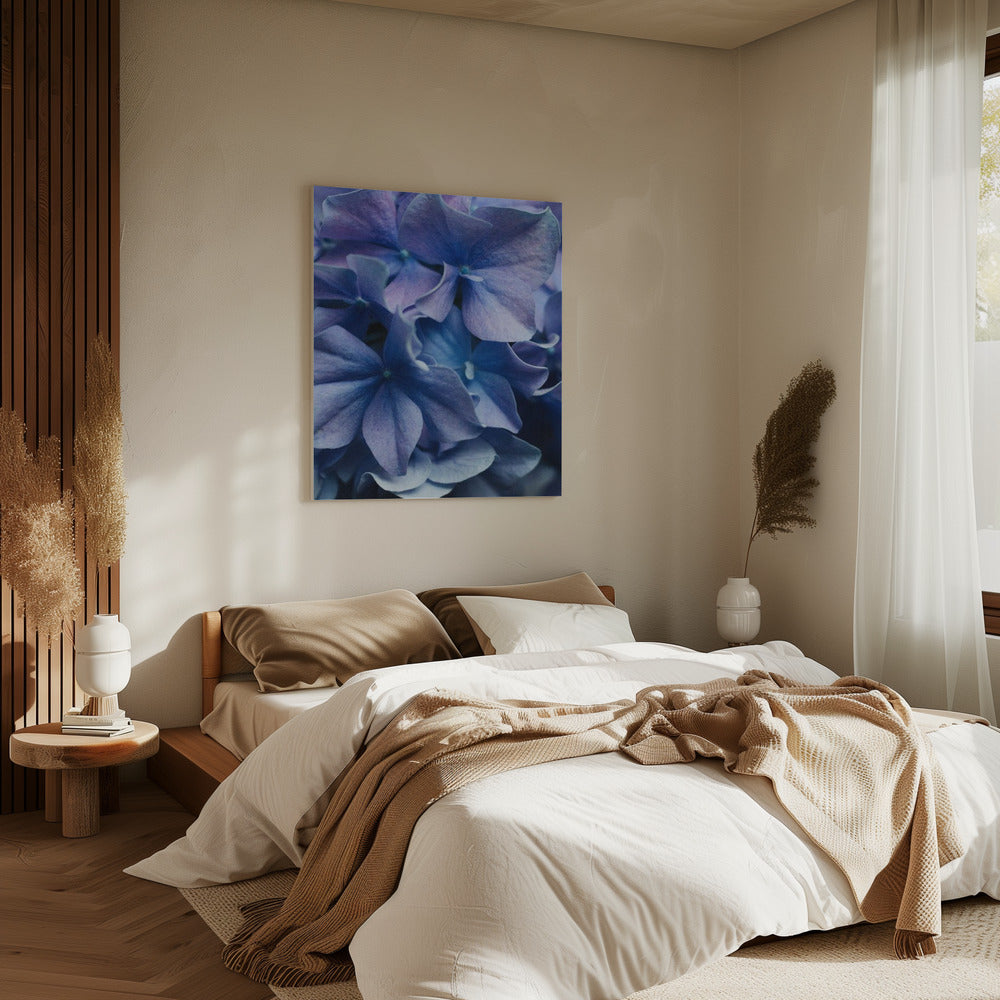 Leuchtend lila Hortensienblüten | Leinwand