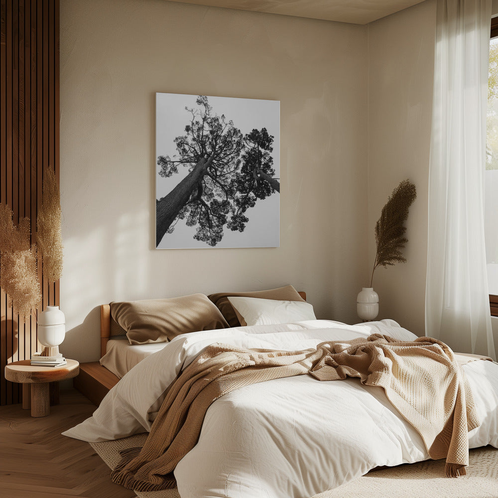 Hoch aufragende Kiefern | Leinwand